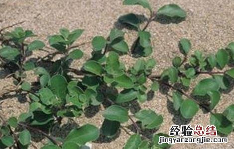 蔓荆子的种植技术和效益 蔓荆子的种植技术