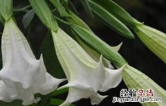 曼陀罗的栽培方法 曼陀罗的栽培技术