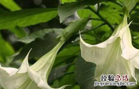 曼陀罗的栽培方法 曼陀罗的栽培技术