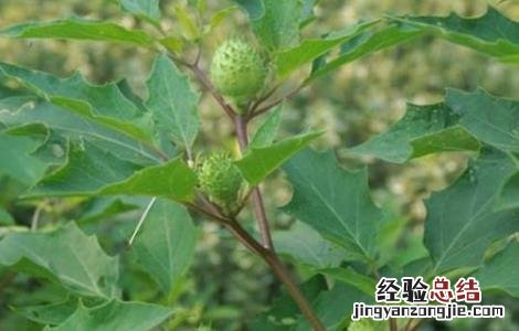 曼陀罗的栽培方法 曼陀罗的栽培技术