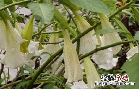 曼陀罗的栽培方法 曼陀罗的栽培技术