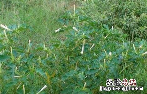 曼陀罗的栽培方法 曼陀罗的栽培技术