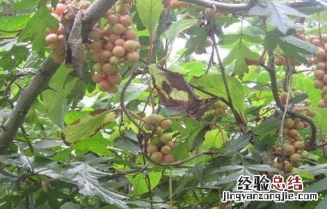 五味子病虫害的防治方法有哪些 五味子病虫害的防治方法
