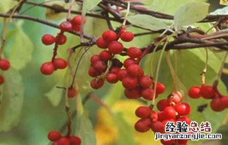 五味子病虫害的防治方法有哪些 五味子病虫害的防治方法