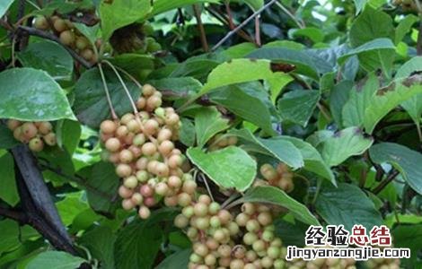 五味子病虫害的防治方法有哪些 五味子病虫害的防治方法