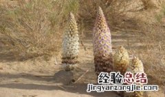 肉苁蓉炖羊肾怎么做 制作肉苁蓉炖羊肾的方法