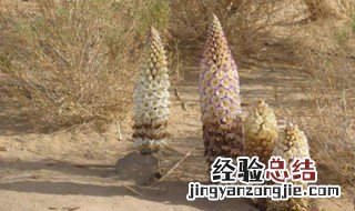 肉苁蓉炖羊肾怎么做 制作肉苁蓉炖羊肾的方法