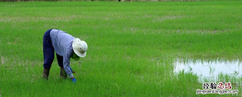 化学防治生物防治区别性引诱剂 化学防治生物防治区别