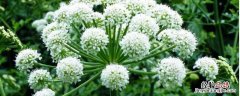 白芨怎么种植好 白芨怎么种植