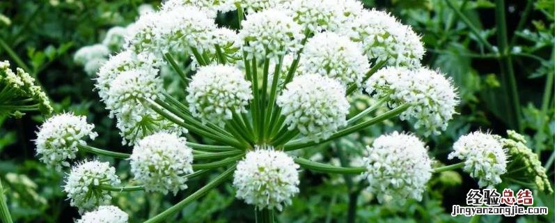 白芨怎么种植好 白芨怎么种植