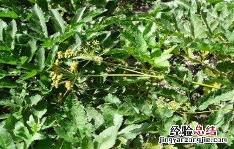 羌活怎样种植 羌活种植的注意事项