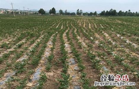 羌活怎样种植 羌活种植的注意事项