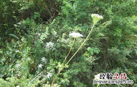 羌活怎样种植 羌活种植的注意事项