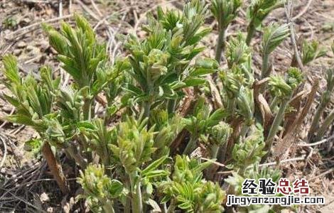 羌活怎样种植 羌活种植的注意事项