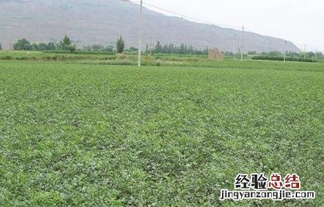 羌活怎样种植 羌活种植的注意事项