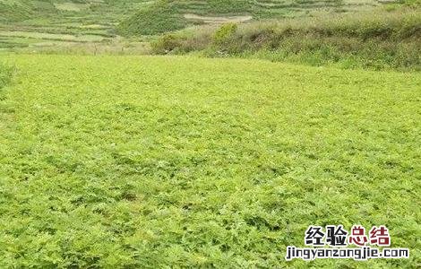 羌活怎样种植 羌活种植的注意事项