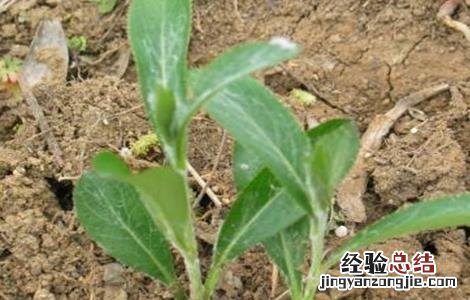 苍术播种育苗技术 苍术育苗方法