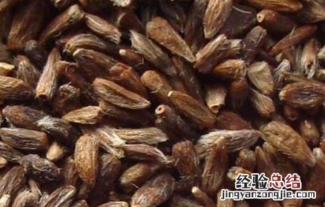苍术播种育苗技术 苍术育苗方法