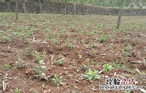 苍术播种育苗技术 苍术育苗方法