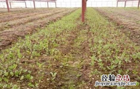苍术播种育苗技术 苍术育苗方法