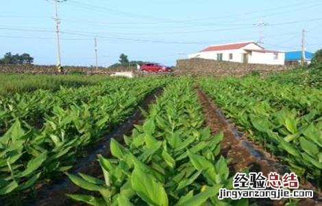 郁金的种植技术 郁金的种植技术与管理