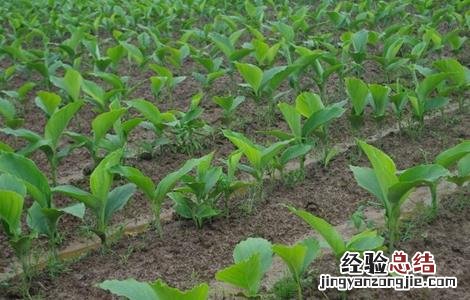 郁金的种植技术 郁金的种植技术与管理