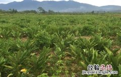 郁金的种植技术 郁金的种植技术与管理