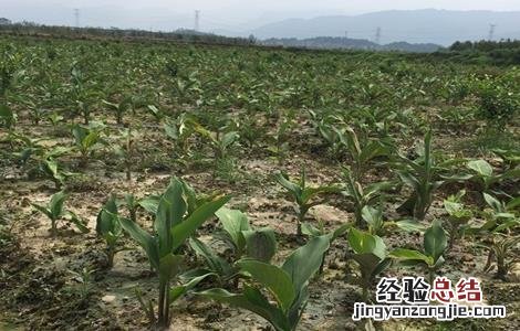 郁金的种植技术 郁金的种植技术与管理