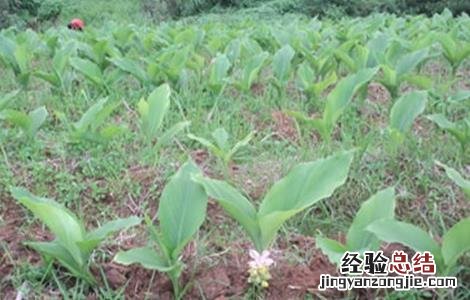 郁金的种植技术 郁金的种植技术与管理