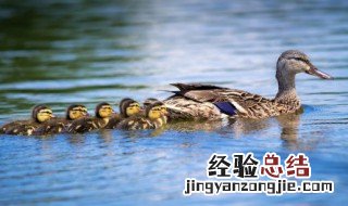 死鸭子嘴硬是什么意思 死鸭子嘴硬如何解释