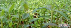 石斛怎么种植 石斛怎么种植方法视频