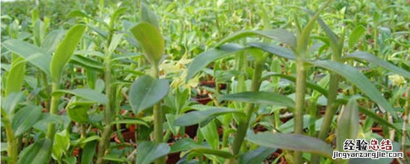 石斛怎么种植 石斛怎么种植方法视频