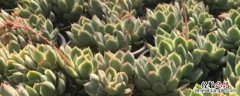 山地玫瑰的种植方法及养护 山地玫瑰怎么种，附种植注意事项