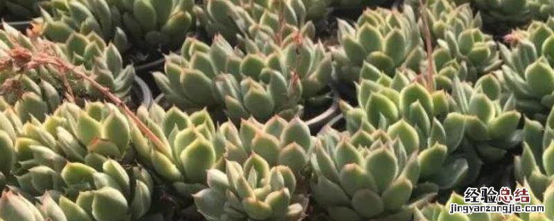 山地玫瑰的种植方法及养护 山地玫瑰怎么种，附种植注意事项