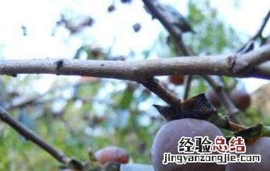 小柿子软枣的功效与作用 小柿子软枣的功效与作用图片