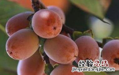 小柿子软枣的功效与作用 小柿子软枣的功效与作用图片