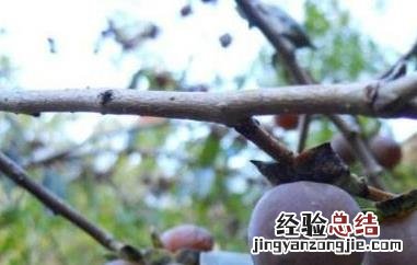 黑柿枣的功效与作用及禁忌 黑柿枣的功效与作用