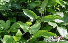 鸡屎藤的栽培技术 鸡屎藤种植技术