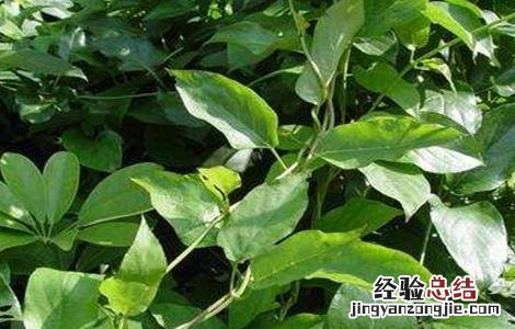 鸡屎藤的栽培技术 鸡屎藤种植技术
