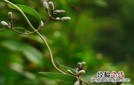 鸡屎藤的栽培技术 鸡屎藤种植技术