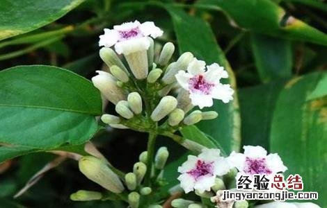 鸡屎藤的栽培技术 鸡屎藤种植技术