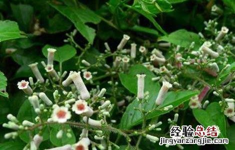 鸡屎藤的栽培技术 鸡屎藤种植技术