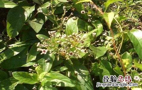 鸡屎藤的栽培技术 鸡屎藤种植技术