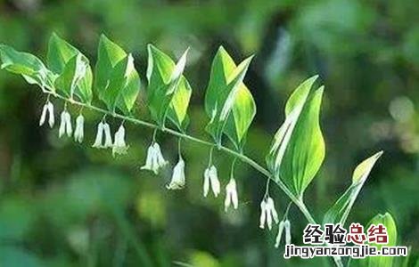 玉竹有哪些品种 玉竹的科属种