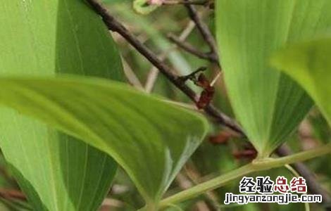 玉竹有哪些品种 玉竹的科属种