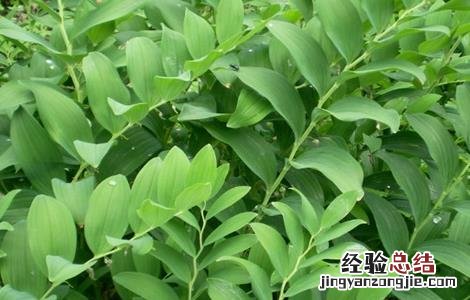 玉竹有哪些品种 玉竹的科属种