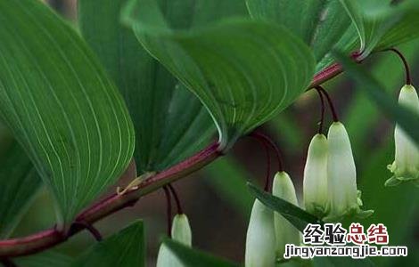 玉竹有哪些品种 玉竹的科属种