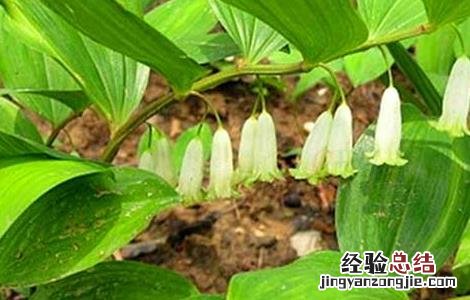 玉竹有哪些品种 玉竹的科属种