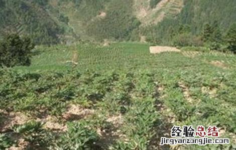 当归的种植条件和管理 当归的种植条件