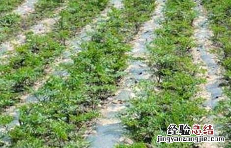 当归的种植条件和管理 当归的种植条件